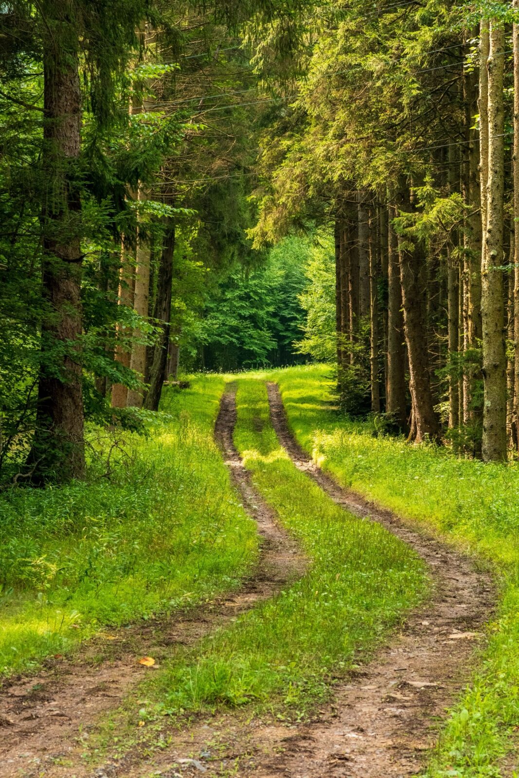 coaching-graspad Zandpad met gras door het bos