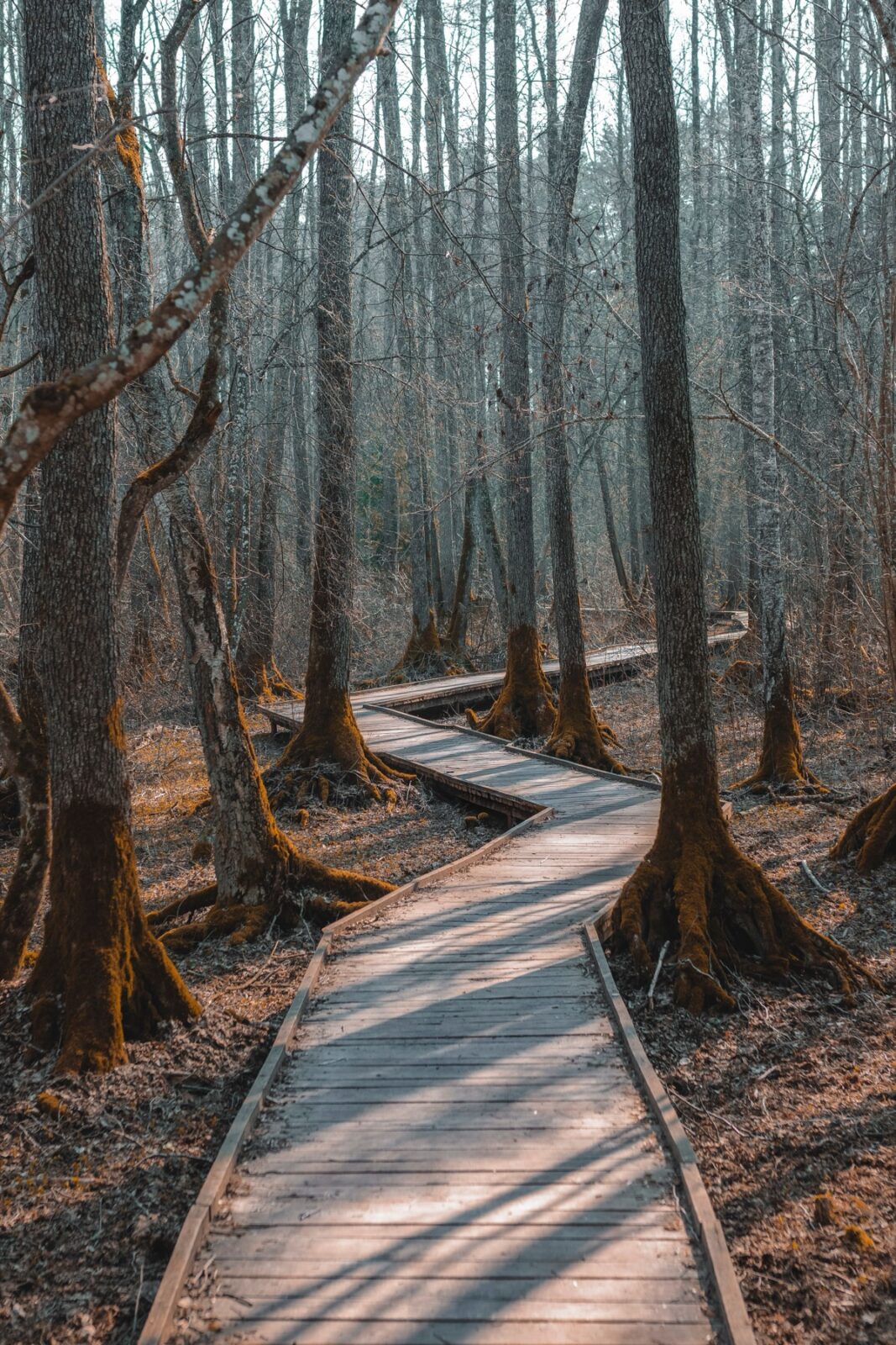 coaching-houten-pad Houten wandelpad door het bos
